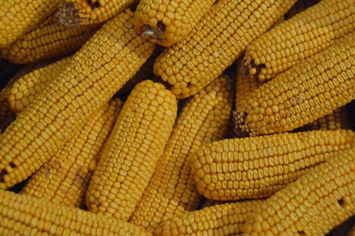 Comissão Europeia autoriza dez produtos geneticamente modificados