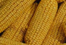 Três tipos de milho geneticamente modificado aprovados na UE para alimentação humana e animal