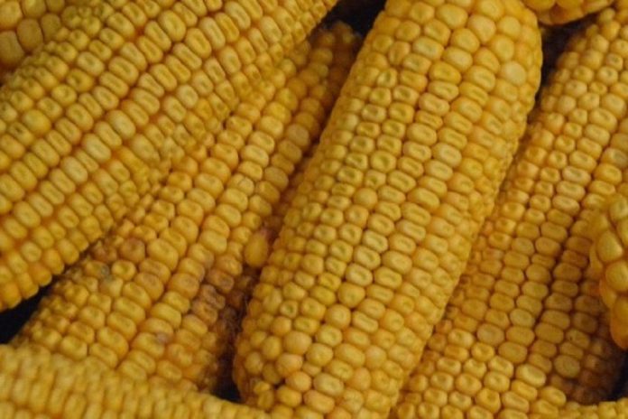 Três tipos de milho geneticamente modificado aprovados na UE para alimentação humana e animal