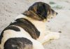 Obesidade afeta cada vez mais cães e gatos mas é desvalorizada pelos cuidadores Obesidade afeta cada vez mais cães e gatos mas é desvalorizada pelos cuidadores