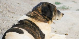 Obesidade afeta cada vez mais cães e gatos mas é desvalorizada pelos cuidadores Obesidade afeta cada vez mais cães e gatos mas é desvalorizada pelos cuidadores