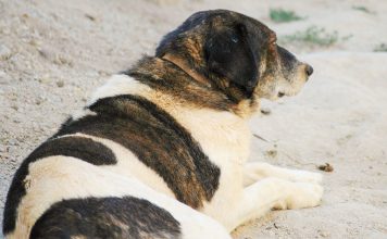 Obesidade afeta cada vez mais cães e gatos mas é desvalorizada pelos cuidadores Obesidade afeta cada vez mais cães e gatos mas é desvalorizada pelos cuidadores