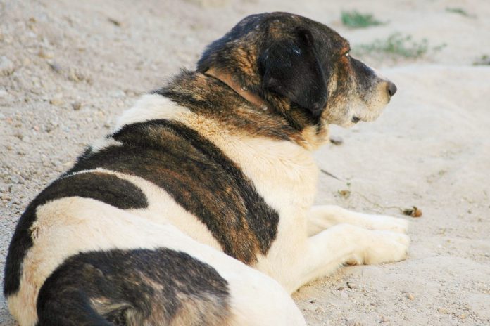 Cães com excesso de peso têm vidas mais curtas