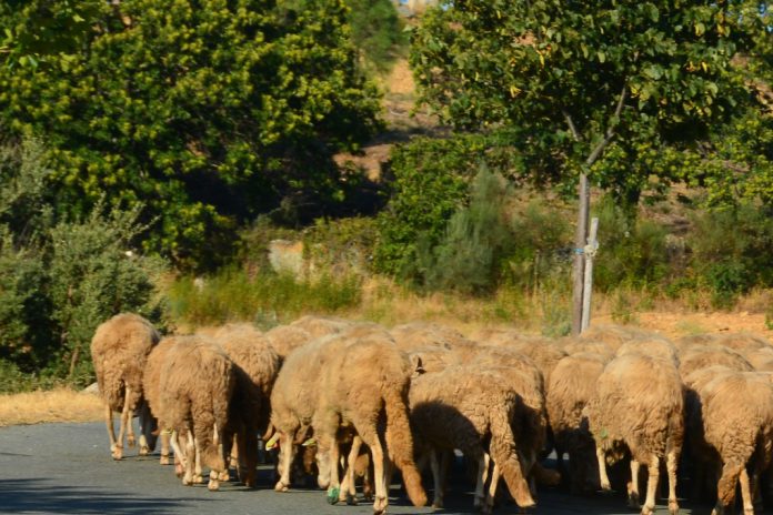 Auxílio nacional aos agricultores pode ir até 25 mil euros