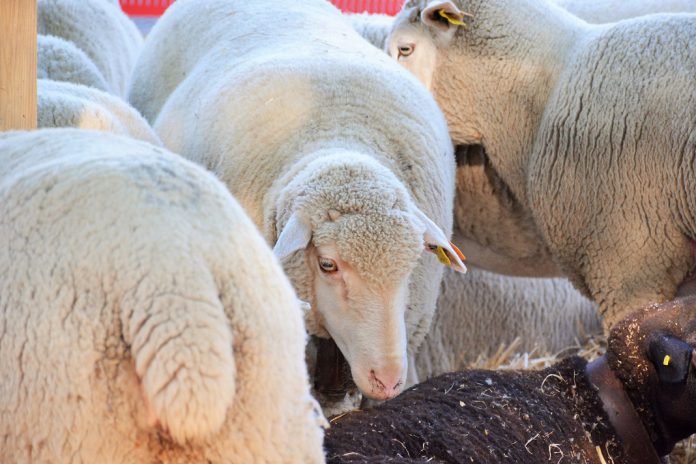 Fundo de Apoio ao Setor da Lã passa para gestão da ACOS-Agricultores do Sul