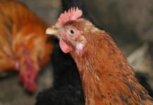 Biosegurança reforçada em toda a Inglaterra devido à gripe aviária