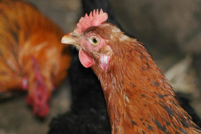 Biosegurança reforçada em toda a Inglaterra devido à gripe aviária