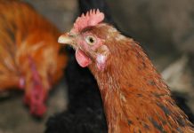 Carne fresca de aves já pode ser exportada para o Chile