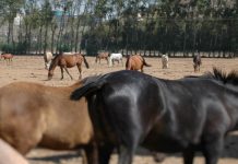 Exportação de cavalos portugueses para a Arábia Saudita