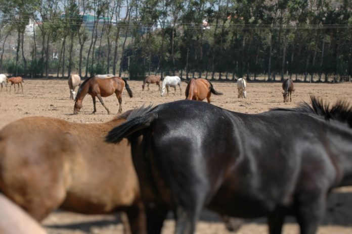 Exportação de cavalos portugueses para a Arábia Saudita