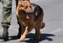 Impacto da COVID-19 em animais domésticos