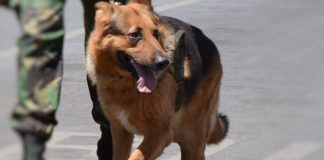 Impacto da COVID-19 em animais domésticos