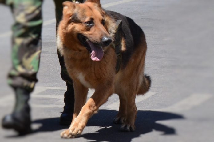 Marinha assina-la Dia Mundial do Cão