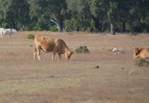 União Europeia apoia agricultores afetados pela seca