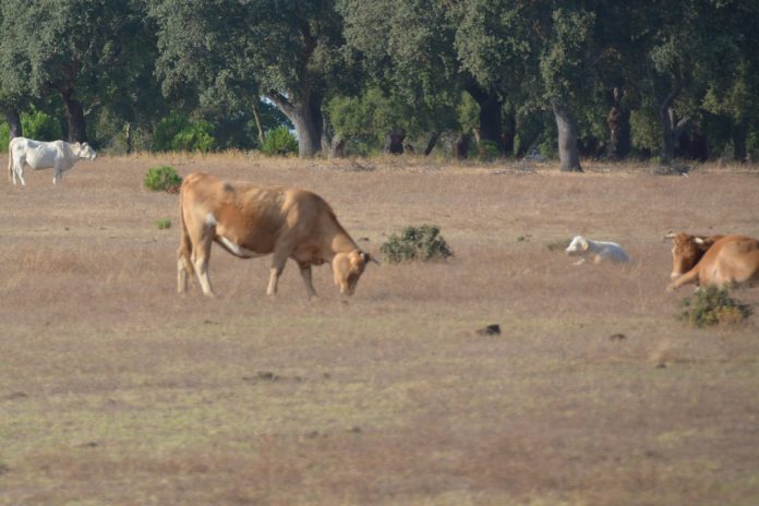 União Europeia apoia agricultores afetados pela seca