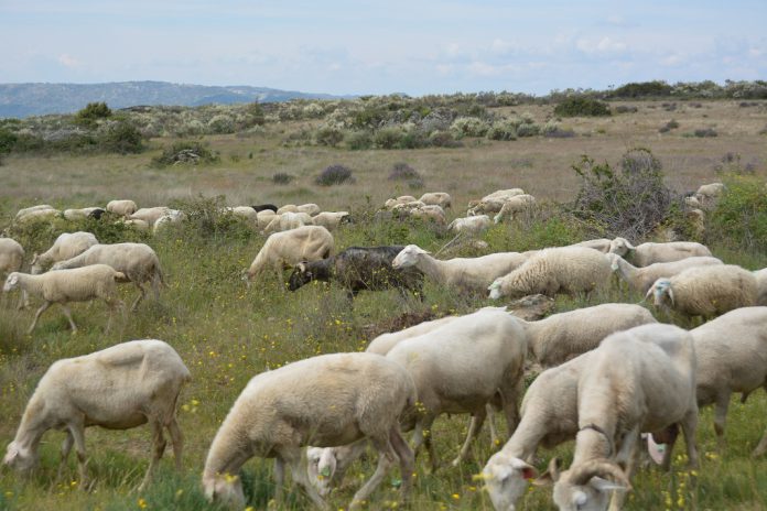 CONFAGRI promove na Ovibeja debate sobre cooperativismo agrícola ibérico