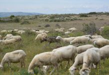 Ministro da Agricultura apela aos pastores para não realizarem queimadas