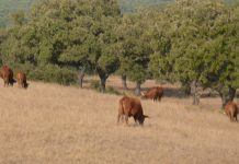 Exportações de carne de bovino da UE para a Coreia foi retomada