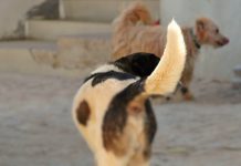 Cães podem estar na origem da pandemia de COVID-19