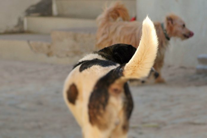 Cães podem estar na origem da pandemia de COVID-19