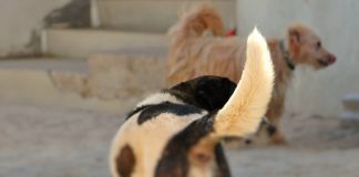 Parlamento Europeu aprova primeiras normas sobre criação, alojamento e manuseamento de cães e gatos