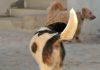 A Raiva continua um grave problema de saúde pública no Mundo: A vacinação canina contra doença é o melhor recurso A Raiva continua um grave problema de saúde pública no Mundo: A vacinação canina contra doença é o melhor recurso