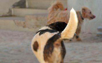 A Raiva continua um grave problema de saúde pública no Mundo: A vacinação canina contra doença é o melhor recurso A Raiva continua um grave problema de saúde pública no Mundo: A vacinação canina contra doença é o melhor recurso
