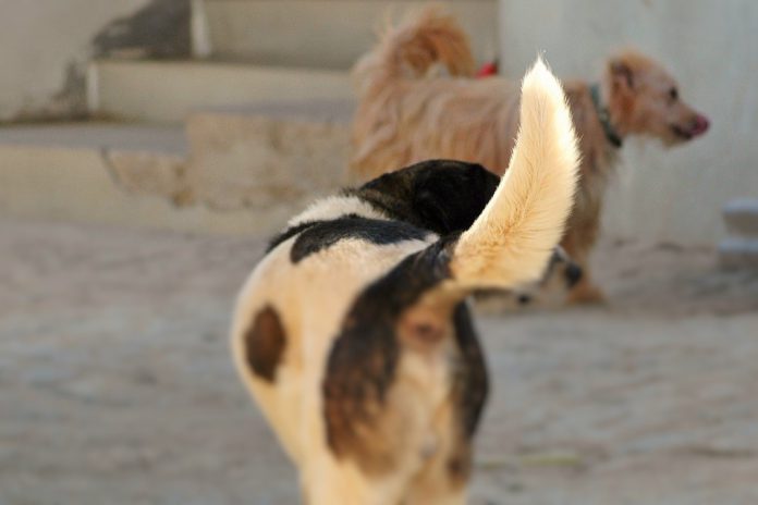 A Raiva continua um grave problema de saúde pública no Mundo: A vacinação canina contra doença é o melhor recurso A Raiva continua um grave problema de saúde pública no Mundo: A vacinação canina contra doença é o melhor recurso