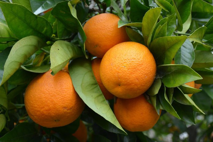 Especialistas debatem em Faro a fruticultura e nova geração de agricultores