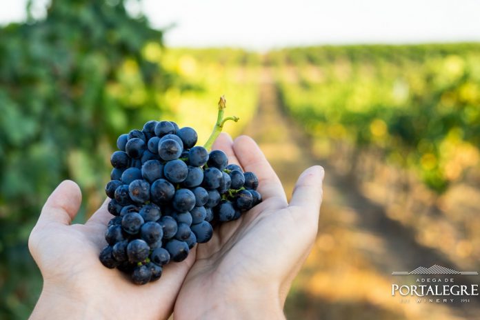 Vindimas na Adega de Portalegre indicam vinhos com maior qualidade
