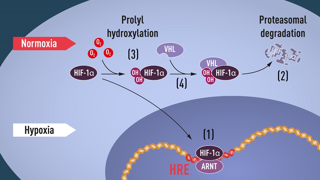 Figura 1. Quando os níveis de oxigénio são baixos (hipoxia), o HIF-1α é protegido da degradação e acumula-se no núcleo, onde se associa ao ARNT e liga-se a sequências específicas de ADN (HRE) em genes regulados pela hipoxia (1). Em níveis normais de oxigénio, o HIF-1α é rapidamente degradado pelo proteassoma (2). O oxigênio regula o processo de degradação pela adição de grupos hidroxila (OH) ao HIF-1a (3). A proteína VHL pode então reconhecer e formar um complexo com HIF-1α levando à sua degradação de maneira dependente de oxigénio (4).