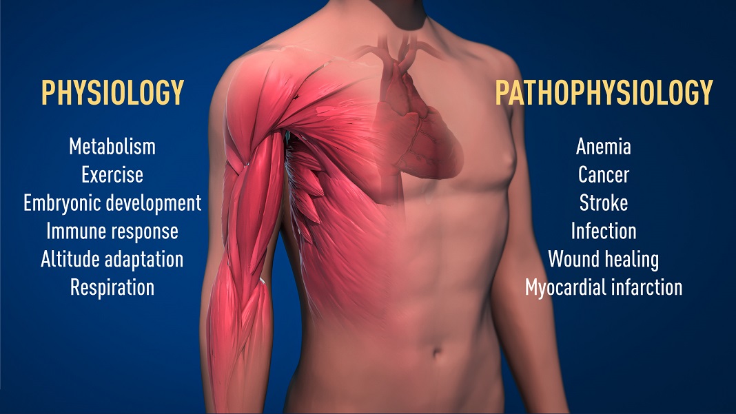 Figura 2. O mecanismo premiado para a deteção de oxigénio tem importância fundamental na fisiologia, por exemplo, para o nosso metabolismo, resposta imune e capacidade de adaptação ao exercício. Muitos processos patológicos também são afetados. Esforços intensos estão em andamento para desenvolver novos medicamentos que podem inibir ou ativar o mecanismo regulado por oxigénio para o tratamento de anemia, cancro e outras doenças.