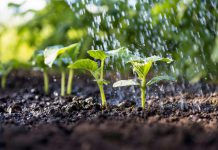 Agricultura Inteligente através do uso de Satélites com desenvolvimento do ISQ