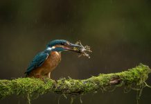 Prémios de Fotografia em História Natural e Ciência distinguem quatro fotógrafos