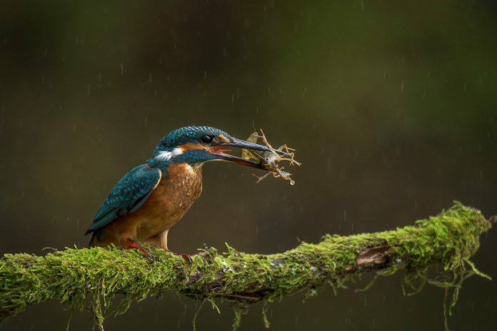 Prémios de Fotografia em História Natural e Ciência distinguem quatro fotógrafos