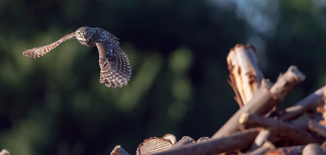 Prémios de Fotografia em História Natural e Ciência distinguem quatro fotógrafos