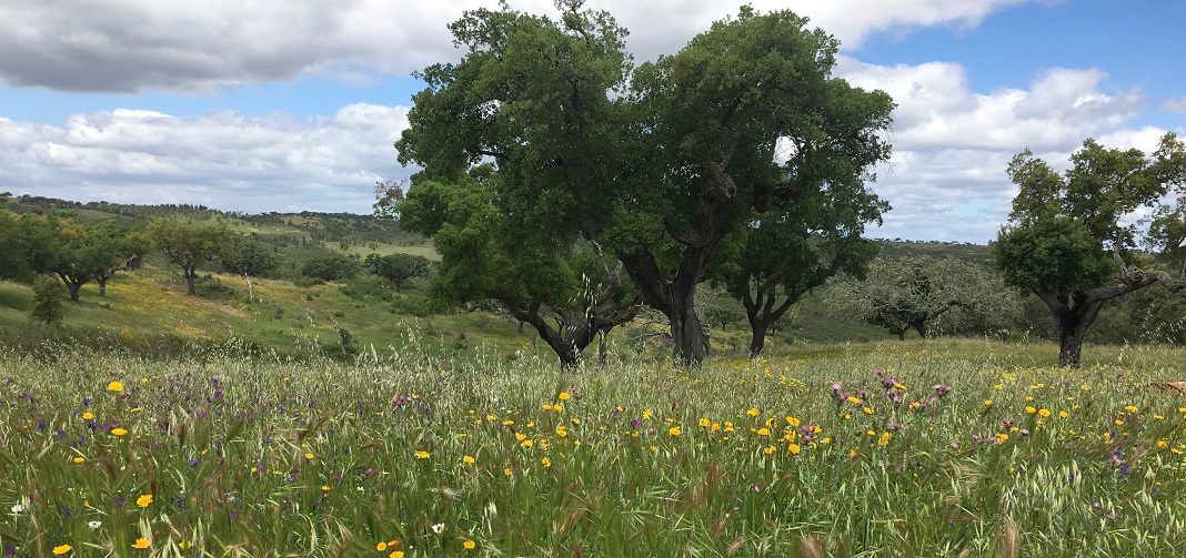 Tapada da Queijeira: uma Nature House no Alto Alentejo