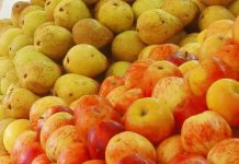 Gene da Pera revela como cor vermelha é ajustada com precisão: Isto permite melhoramento genético da pera para cor vermelha mais intensa e estável