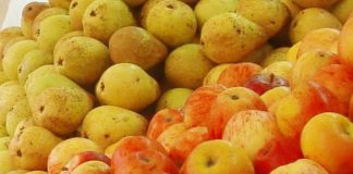 Gene da Pera revela como cor vermelha é ajustada com precisão: Isto permite melhoramento genético da pera para cor vermelha mais intensa e estável