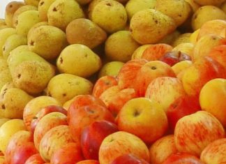 Gene da Pera revela como cor vermelha é ajustada com precisão: Isto permite melhoramento genético da pera para cor vermelha mais intensa e estável