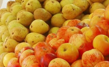 Gene da Pera revela como cor vermelha é ajustada com precisão: Isto permite melhoramento genético da pera para cor vermelha mais intensa e estável Gene da Pera revela como cor vermelha é ajustada com precisão: Isto permite melhoramento genético da pera para cor vermelha mais intensa e estável