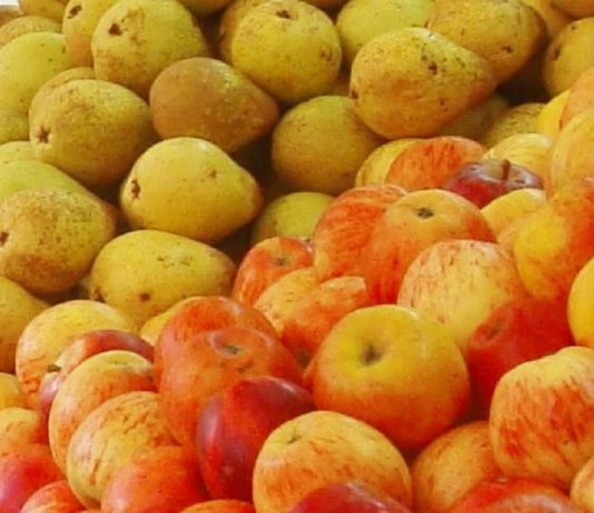 Gene da Pera revela como cor vermelha é ajustada com precisão: Isto permite melhoramento genético da pera para cor vermelha mais intensa e estável Gene da Pera revela como cor vermelha é ajustada com precisão: Isto permite melhoramento genético da pera para cor vermelha mais intensa e estável