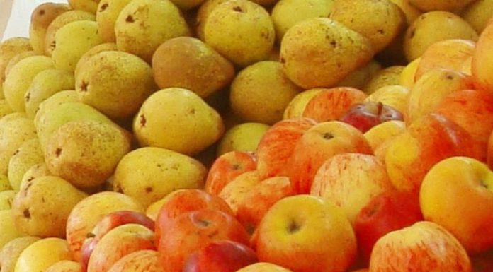 Gene da Pera revela como cor vermelha é ajustada com precisão: Isto permite melhoramento genético da pera para cor vermelha mais intensa e estável Gene da Pera revela como cor vermelha é ajustada com precisão: Isto permite melhoramento genético da pera para cor vermelha mais intensa e estável