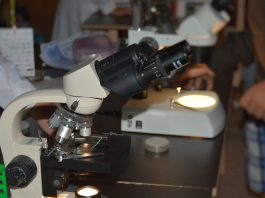OMS: Surto de Ébola pelo vírus Bundibugyo está a aumentar na República Democrática do Congo