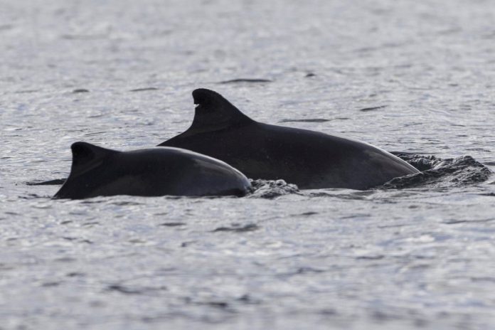 Alerta: Faltam planos de gestão para proteger os cetáceos em Portugal