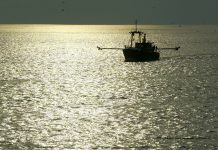 Pesca de bacalhau está proibida no mar Báltico oriental