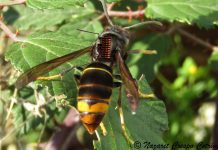 Vespa velutina ameaça apicultura e desafia investigadores da UTAD