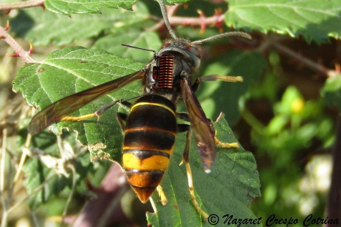 Vespa velutina ameaça apicultura e desafia investigadores da UTAD