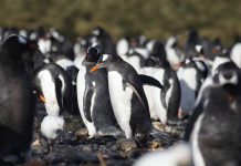 Pinguins na Antártida já sofrem da poluição por microplásticos