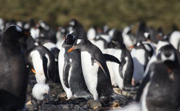 Pinguins na Antártida já sofrem da poluição por microplásticos